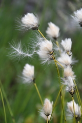 Eriophorum brachyantherum