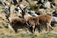 Capra pyrenaica victoriae