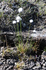 Eriophorum callitrix