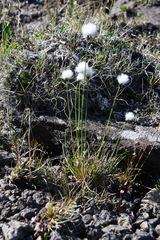 Eriophorum callitrix