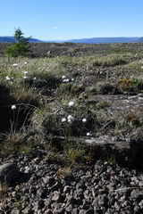 Eriophorum callitrix