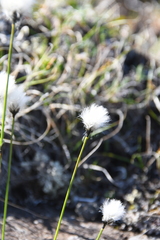 Eriophorum callitrix