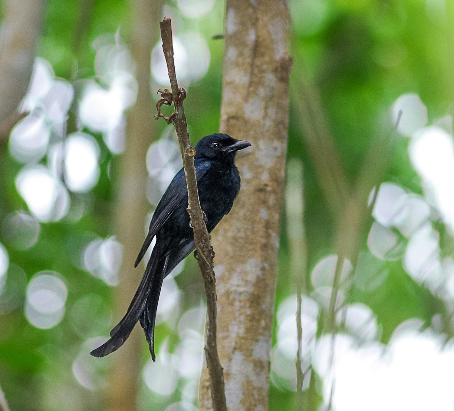 Mayotte Drongo illustration