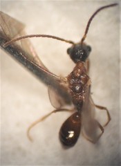 Pseudisobrachium beggsae