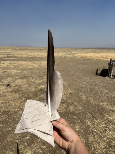 Plume de Aigle royal