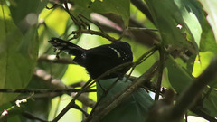 Microrhopias quixensis