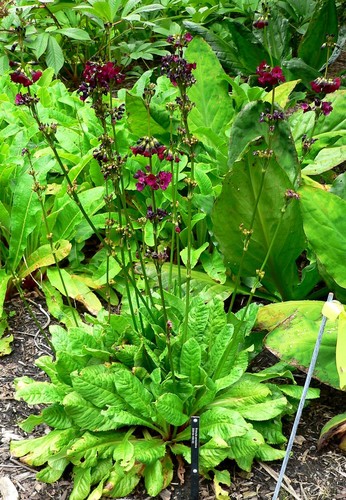 Anise primrose (Primula anisodora)