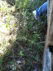 Bothriochloa torreyana