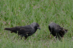 Corvus monedula spermologus
