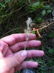 Bothriochloa torreyana
