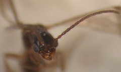 Pseudisobrachium beggsae