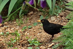 Turdus merula