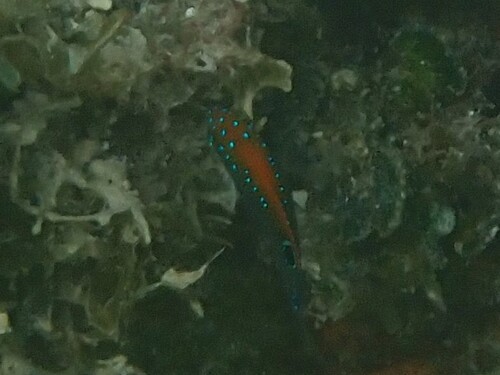 Photo of Dusky damselfish (Stegastes adustus)