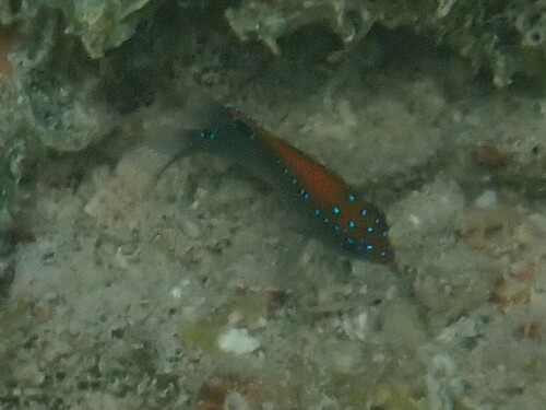 Photo of Dusky damselfish (Stegastes adustus)