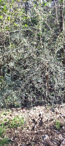 Schinus fasciculata, photograph 1