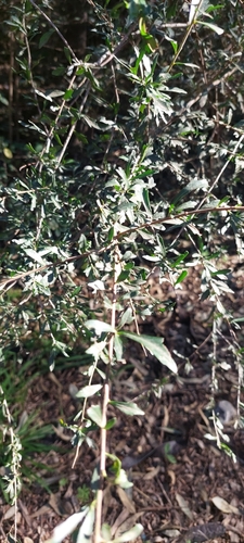 Schinus fasciculata, photograph 2