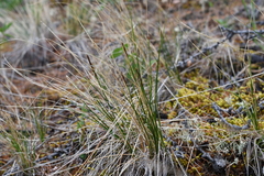 Carex myosuroides