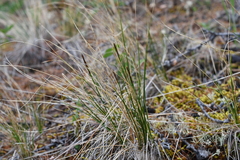 Carex myosuroides