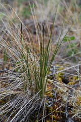 Carex myosuroides