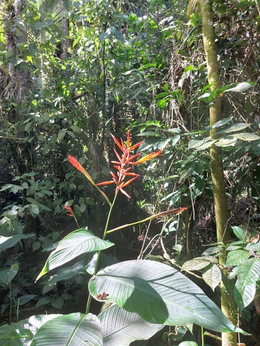 Canna paniculata (Canna paniculata)
