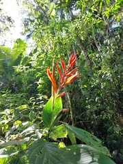Canna paniculata, photograph (c) Daniel Duarte, some rights reserved (CC BY)