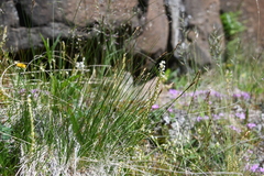 Carex myosuroides