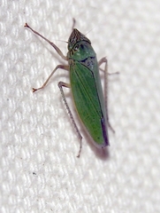 Draeculacephala inscripta