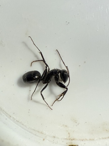 Camponotus ulcerosus