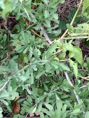 Phaulothamnus spinescens