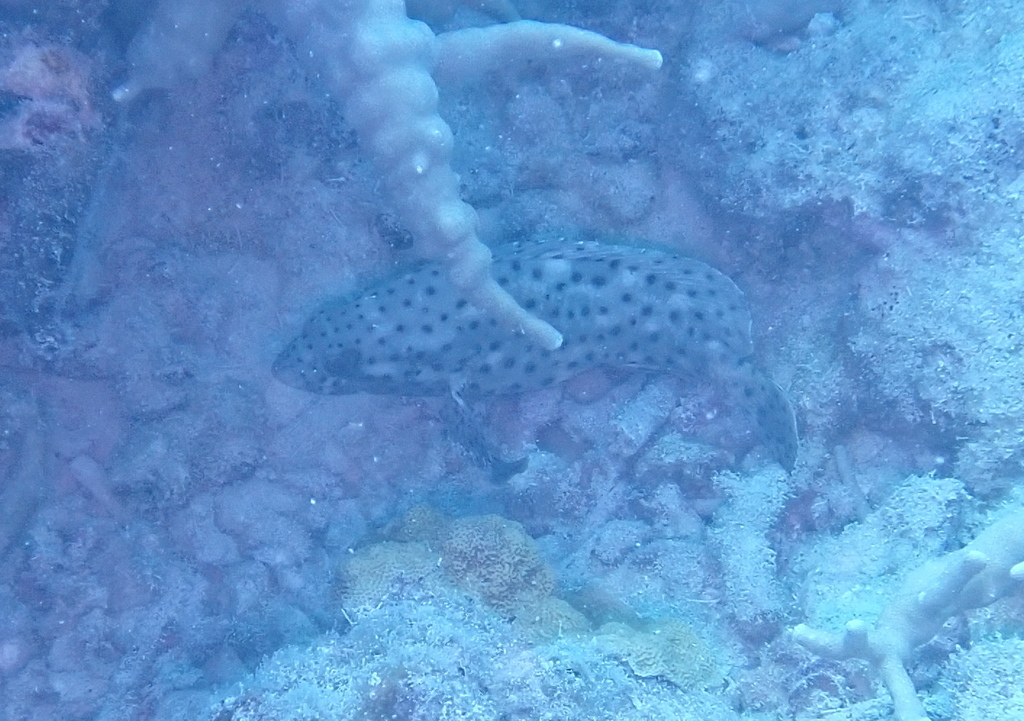 Coral grouper