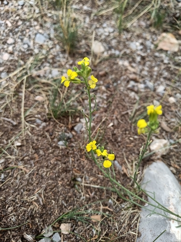 Erysimum gomez-campoi