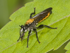Laphria aktis