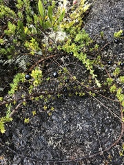 Coprosma ernodeoides