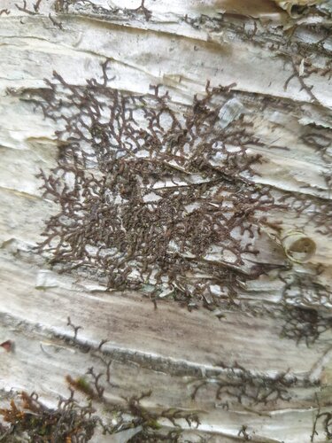 Hairy Scalewort (Frullania bolanderi)