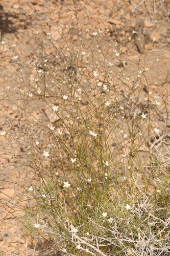 Ferris' Sandwort (Eremogone ferrisiae)