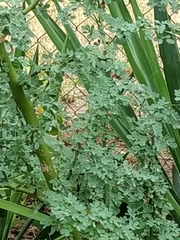 Parkinsonia texana macra