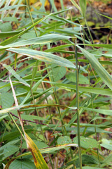 Elymus hystrix