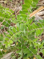 Sophora tomentosa