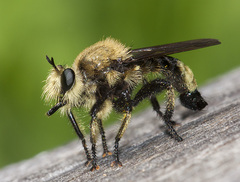 Laphria astur