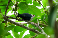 Alectroenas sganzini