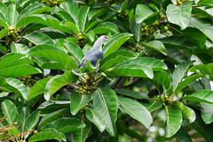 Alectroenas sganzini