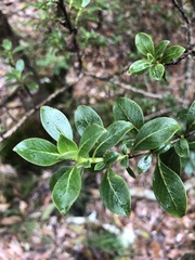 Coprosma montana
