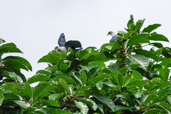 Alectroenas sganzini