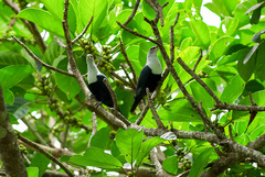 Alectroenas sganzini