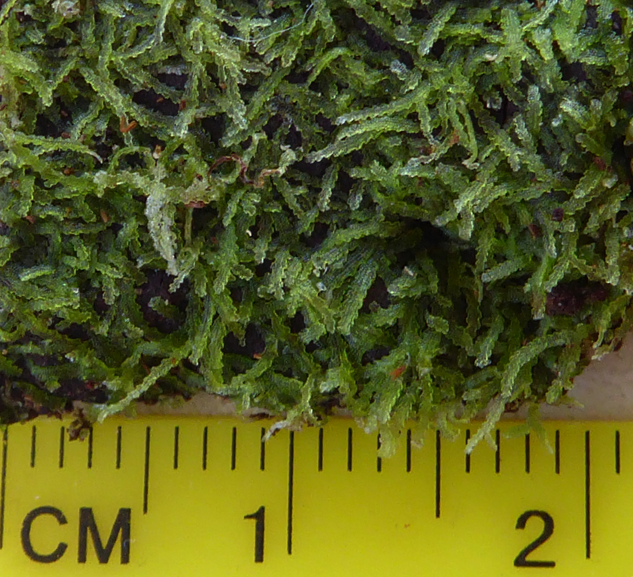 Zoopsis
