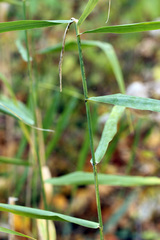 Elymus hystrix