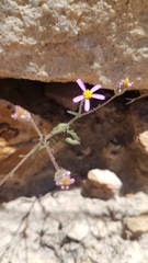 Senecio arenarius