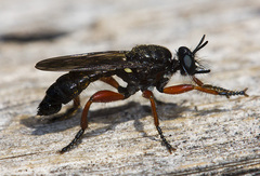 Laphria sadales