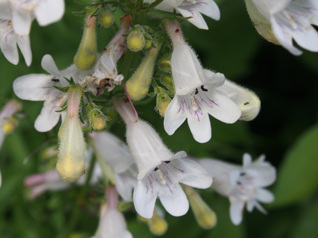 Penstemon