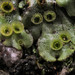 Marchantia - Photo (c) George Shepherd, some rights reserved (CC BY-NC-SA)